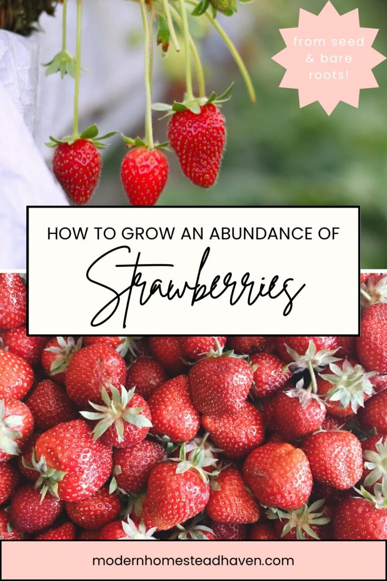 Guide to Growing Strawberries